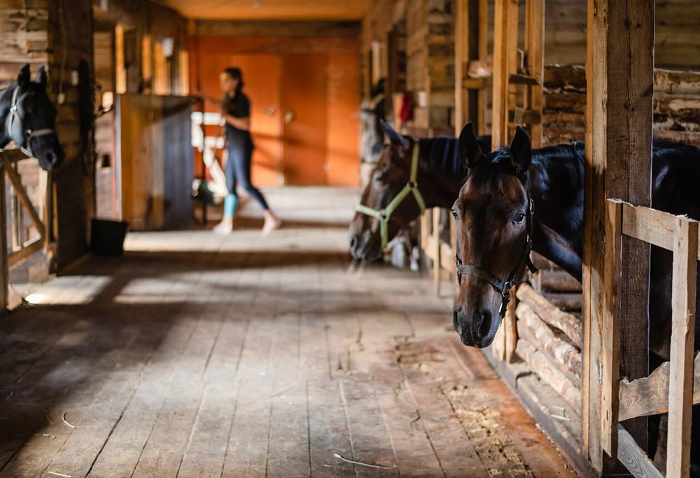 Horse barn fans